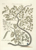 Piscium serpentum insectorum aliorumque nonnullorum animalum nec non plantarum quarundam imagines Pl051 - Mark Catesby — näkymä teoksesta