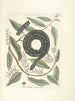 Poissons, serpents, insectes et quelques autres animaux, ainsi que quelques photos de plantes Pl052 - Mark Catesby — näkymä teoksesta