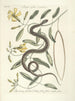 Poissons, serpents, insectes et quelques autres animaux, ainsi que quelques photos de plantes Pl053 - Mark Catesby — näkymä teoksesta