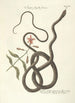 Piscium serpentum insectorum aliorumque nonnullorum animalum nec non plantarum quarundam imagines Pl054 - Mark Catesby — näkymä teoksesta