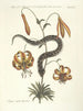 Poissons, serpents, insectes et quelques autres animaux, ainsi que quelques images de plantes Pl056 - Mark Catesby — näkymä teoksesta