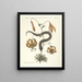 Poissons, serpents, insectes et quelques autres animaux, ainsi que quelques images de plantes Pl056 - Mark Catesby — kehystetty taideteos seinällä