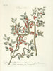 Poissons, serpents, insectes et quelques autres animaux, ainsi que quelques photos de plantes Pl057 - Mark Catesby — näkymä teoksesta