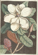 Piscium serpentum insectorum aliorumque nonnullorum animalum nec non plantarum quarundam imagines Pl061 - Mark Catesby — näkymä teoksesta