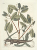 Poissons, serpents, insectes et quelques autres animaux, ainsi que quelques photos de plantes Pl063 - Mark Catesby — näkymä teoksesta