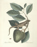 Poissons, serpents, insectes et quelques autres animaux, ainsi que quelques photos de plantes Pl064 - Mark Catesby — näkymä teoksesta
