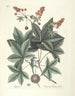 Poissons, serpents, insectes et quelques autres animaux, ainsi que quelques photos de plantes Pl065 - Mark Catesby — näkymä teoksesta