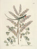Poissons, serpents, insectes et quelques autres animaux, ainsi que quelques images de plantes Pl066 - Mark Catesby — näkymä teoksesta