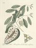 Poissons, serpents, insectes et quelques autres animaux, ainsi que quelques photos de plantes Pl067 - Mark Catesby — näkymä teoksesta