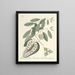 Poissons, serpents, insectes et quelques autres animaux, ainsi que quelques photos de plantes Pl067 - Mark Catesby — kehystetty taideteos seinällä