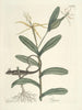 Poissons, serpents, insectes et quelques autres animaux, ainsi que quelques images de plantes Pl068 - Mark Catesby — näkymä teoksesta