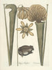 Poissons, serpents, insectes et quelques autres animaux, ainsi que quelques images de plantes Pl069 - Mark Catesby — näkymä teoksesta