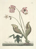 Poissons, serpents, insectes et quelques autres animaux, ainsi que quelques images de plantes Pl070 - Mark Catesby — näkymä teoksesta
