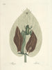 Poissons, serpents, insectes et quelques autres animaux, ainsi que quelques photos de plantes Pl071 - Mark Catesby — näkymä teoksesta