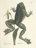 Poissons, serpents, insectes et quelques autres animaux, ainsi que quelques photos de plantes Pl072 - Mark Catesby — näkymä teoksesta