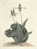 Poissons, serpents, insectes et quelques autres animaux, ainsi que quelques images de plantes Pl073 - Mark Catesby — näkymä teoksesta