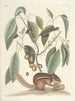 Poissons, serpents, insectes et quelques autres animaux, ainsi que quelques photos de plantes Pl075 - Mark Catesby — näkymä teoksesta