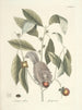 Poissons, serpents, insectes et quelques autres animaux, ainsi que quelques images de plantes Pl076 - Mark Catesby — näkymä teoksesta