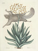 Poissons, serpents, insectes et quelques autres animaux, ainsi que quelques photos de plantes Pl077 - Mark Catesby — näkymä teoksesta