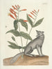 Poissons, serpents, insectes et quelques autres animaux, ainsi que quelques images de plantes Pl078 - Mark Catesby — näkymä teoksesta