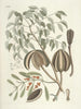 Poissons, serpents, insectes et quelques autres animaux, ainsi que quelques photos de plantes Pl081 - Mark Catesby — näkymä teoksesta