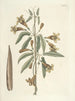 Poissons, serpents, insectes et quelques autres animaux, ainsi que quelques photos de plantes Pl082 - Mark Catesby — näkymä teoksesta