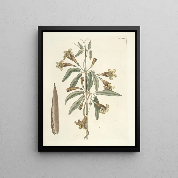 Mark Catesby - Piscium serpentum insectorum aliorumque nonnullorum animalum nec non plantarum quarundam imagines Pl082.webp