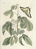 Poissons, serpents, insectes et quelques autres animaux, ainsi que quelques images de plantes Pl083 - Mark Catesby — näkymä teoksesta