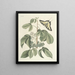 Poissons, serpents, insectes et quelques autres animaux, ainsi que quelques images de plantes Pl083 - Mark Catesby — kehystetty taideteos seinällä