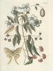 Poissons, serpents, insectes et quelques autres animaux, ainsi que quelques images de plantes Pl084 - Mark Catesby — näkymä teoksesta