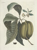 Poissons, serpents, insectes et quelques autres animaux, ainsi que quelques photos de plantes Pl085 - Mark Catesby — näkymä teoksesta