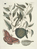 Poissons, serpents, insectes et quelques autres animaux, ainsi que quelques images de plantes Pl086 - Mark Catesby — näkymä teoksesta