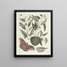Poissons, serpents, insectes et quelques autres animaux, ainsi que quelques images de plantes Pl086 - Mark Catesby — kehystetty taideteos seinällä