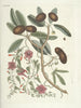 Poissons, serpents, insectes et quelques autres animaux, ainsi que quelques images de plantes Pl087 - Mark Catesby — näkymä teoksesta