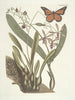Poissons, serpents, insectes et quelques autres animaux, ainsi que quelques photos de plantes Pl088 - Mark Catesby — näkymä teoksesta