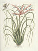 Poissons, serpents, insectes et quelques autres animaux, ainsi que quelques images de plantes Pl089 - Mark Catesby — näkymä teoksesta