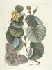 Poissons, serpents, insectes et quelques autres animaux, ainsi que quelques images de plantes Pl090 - Mark Catesby — näkymä teoksesta