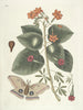 Poissons, serpents, insectes et quelques autres animaux, ainsi que quelques images de plantes Pl091 - Mark Catesby — näkymä teoksesta