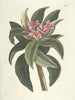 Poissons, serpents, insectes et quelques autres animaux, ainsi que quelques images de plantes Pl092 - Mark Catesby — näkymä teoksesta