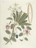 Poissons, serpents, insectes et quelques autres animaux, ainsi que quelques images de plantes Pl093 - Mark Catesby — näkymä teoksesta