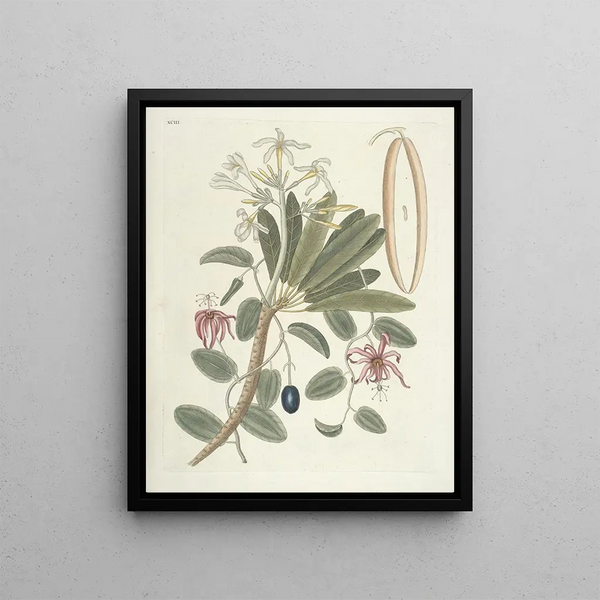 Mark Catesby - Piscium serpentum insectorum aliorumque nonnullorum animalum nec non plantarum quarundam imagines Pl093.webp