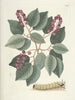 Poissons, serpents, insectes et quelques autres animaux, ainsi que quelques images de plantes Pl094 - Mark Catesby — näkymä teoksesta