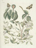 Poissons, serpents, insectes et quelques autres animaux, ainsi que quelques photos de plantes Pl095 - Mark Catesby — näkymä teoksesta