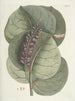 Poissons, serpents, insectes et quelques autres animaux, ainsi que quelques images de plantes Pl096 - Mark Catesby — näkymä teoksesta
