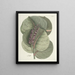 Poissons, serpents, insectes et quelques autres animaux, ainsi que quelques images de plantes Pl096 - Mark Catesby — kehystetty taideteos seinällä