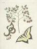 Poissons, serpents, insectes et quelques autres animaux, ainsi que quelques images de plantes Pl097 - Mark Catesby — näkymä teoksesta