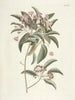 Poissons, serpents, insectes et quelques autres animaux, ainsi que quelques images de plantes Pl098 - Mark Catesby — näkymä teoksesta