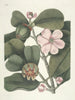 Poissons, serpents, insectes et quelques autres animaux, ainsi que quelques images de plantes Pl099 - Mark Catesby — näkymä teoksesta