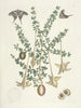 Poissons, serpents, insectes et quelques autres animaux, ainsi que quelques photos de plantes Pl100 - Mark Catesby — näkymä teoksesta
