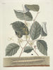Poissons, serpents, insectes et quelques autres animaux, ainsi que quelques photos de plantes Pl101 - Mark Catesby — näkymä teoksesta